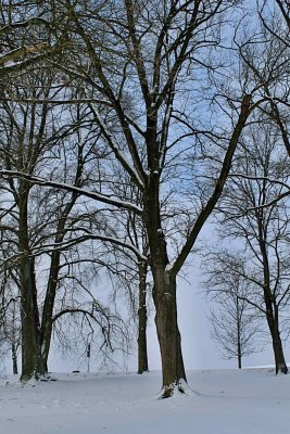 Quercus robur - dub letní - zimní habitus (3)
